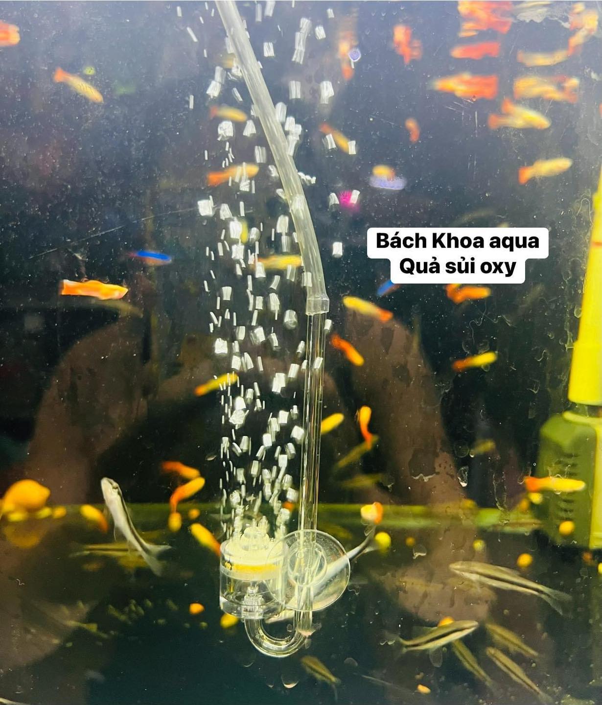 Tẩu sủi Oxy Mica trong suốt